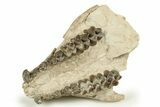 Fossil Oreodont (Merycoidodon) Partial Upper Skull - Nebraska #270064-4